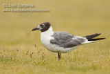 Laughing Gull