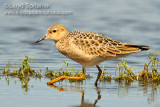 Buff-breasted Sandpiper (juvenile)