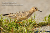 Buff-breasted Sandpiper (juvenile)