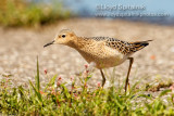 Buff-breasted Sandpiper