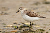 Semipalmated Sandpiper