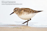 White-rumped Sandpiper (juvenile)