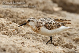 Sanderling