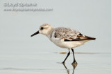 Sanderling