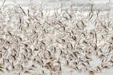 Sanderling
