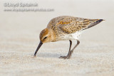 Dunlin (juvenile)