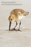 Dunlin (juvenile)