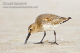 Dunlin (juvenile)