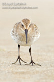 Dunlin