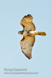 Red-tailed Hawk