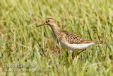 Pectoral Sandpiper (juvenile)