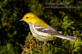 Black-throated Green Warbler (female)