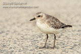 Black-bellied Plover