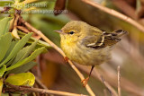 Blackpoll Warbler