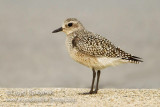 Black-bellied Plover (juvenile)