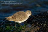 Dunlin