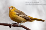 Baltimore Oriole
