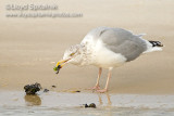 Herring Gull