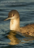 Red-throated Loon