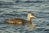 Red-throated Loon