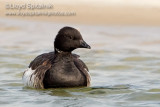 Brant