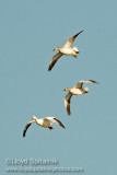 Snow Goose