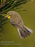 Graces Warbler (male)