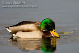 Mallard