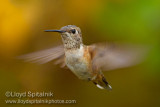 Rufous Hummingbird