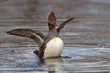 Hooded Merganser