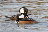 Hooded Merganser