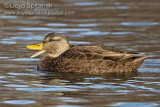 American Black Duck
