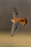 American Kestrel