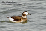 Long-tailed Duck (Oldsquaw)