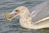 Herring Gull