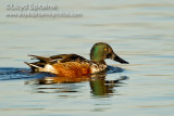 Northern Shoveler