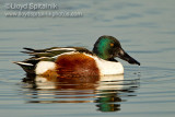 Northern Shoveler