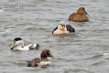 King and Common Eider