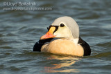 King Eider