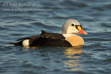 King Eider