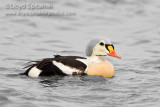 King Eider