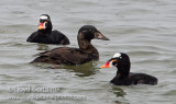 Surf Scoter