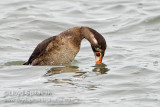 Surf Scoter (1st winter male)