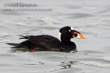 Surf Scoter