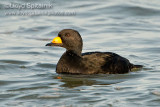 Black Scoter (male)