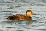 Black Scoter (1st winter male)