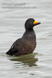 Black Scoter