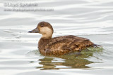 Black Scoter (female)