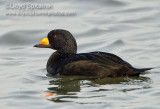 Black Scoter