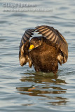 Black Scoter (1st winter male)